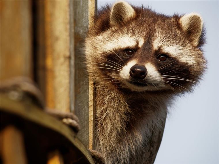 Tierischer Nachwuchs: Viel zu erleben im Zoo am Meer Bremerhaven Der Besuch im Zoo am Meer lohnt sich immer. Die Waschbären in ihrem neuen Gehege sorgen für Unterhaltung.