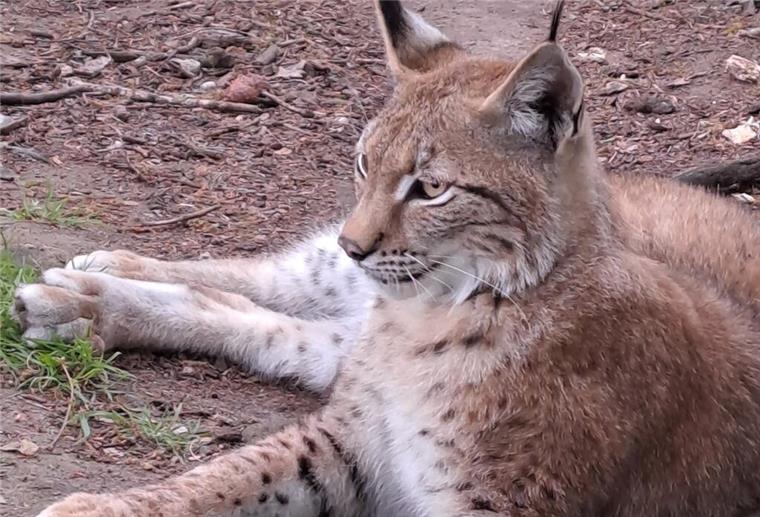 Tierpark Cux-Art: Mit den Luchsen auf Tuchfühlung Luchs