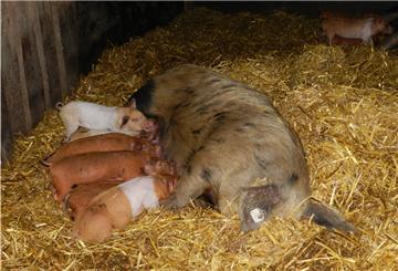 Der Beverstedter Tierpark Cux-Art öffnet Mitte Februar nach mehrwöchiger Schließung wieder. Neu mit dabei: mehrere Rote Husumer-Ferkel.