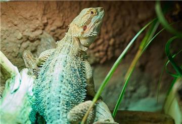 Eine Echse steht unter einer Wärmelampe in ihrem Terrarium
