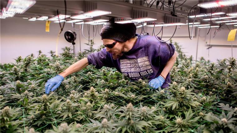 Der Cannabis Social Club (CSC) Ganderkesee hat eine Warteliste mit 1.600 Interessenten.