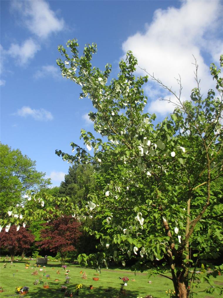 Der chinesische Taschentuchbaum blüht zurzeit auch auf dem Friedhof Spadener Höhe und in Thieles Garten.