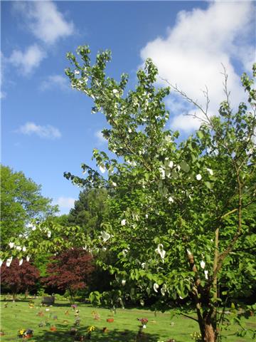 Der chinesische Taschentuchbaum blüht zurzeit auch auf dem Friedhof Spadener Höhe und in Thieles Garten.