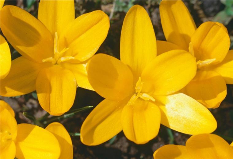 Der Crocus ancyrensis gehört zu den Krokussen, die im Frühjahr in gelber Pracht erblühen.