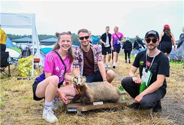 Der Dachs "Mareike" sorgt in diesem Jahr für Aufsehen auf dem Hurricane-Festival.
