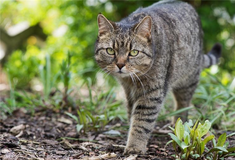 Der Deutsche Tierschutzbund schätzt die Anzahl der verwilderten Hauskatzen auf derzeit rund 50 000 in Niedersachsen. Die unkontrollierte Vermehrung der Tiere und das damit verbundene Elend stellen ein großes Problem dar. 
