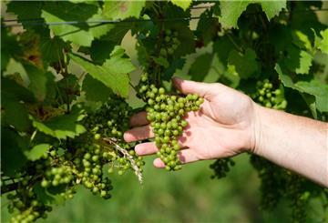 Ein Winzer kontrolliert in seinem Weinhang die Weinreben.