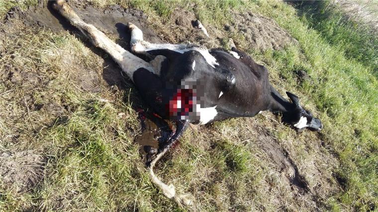 Der DNA-Abgleich steht noch aus, doch Wolfsberater Hermann Kück vermutet hinter dem Angriff in Steinau den Wolf.