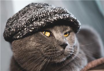 Kater Remy