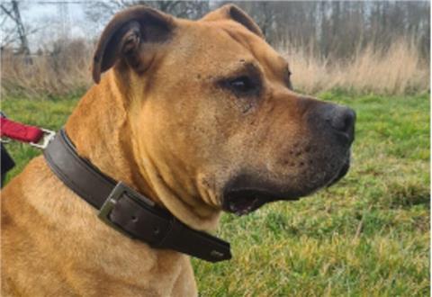 Der dreijährige Scooby sucht neue Besitzer.
