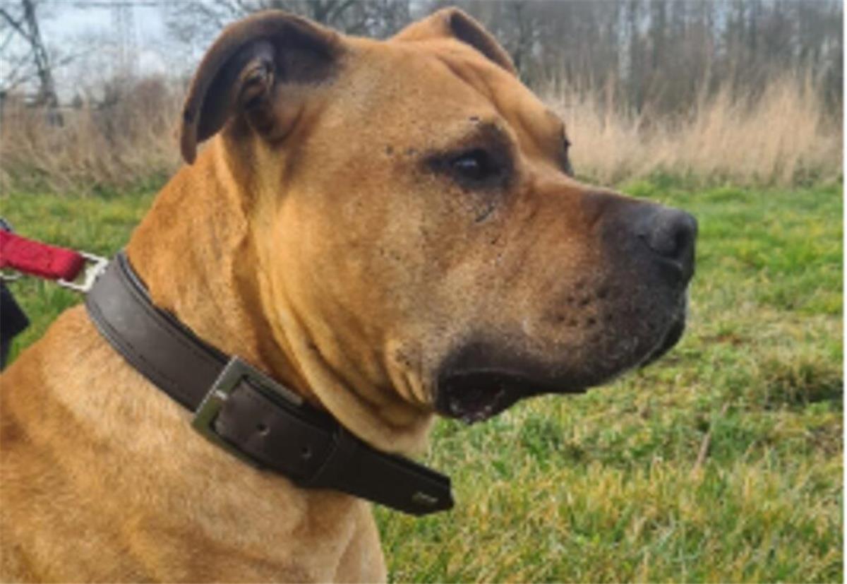 Der dreijährige Scooby sucht neue Besitzer.