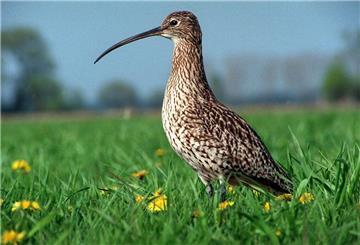 Der Dünnschnabel-Brachvogel gilt als ausgestorben. 
