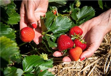 Der eigene Garten kann viele Leckereien wie Erdbeeren, Äpfel oder Feigen birgen