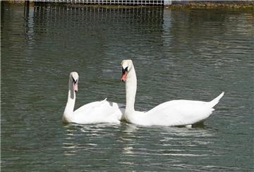 Der einsame Schwan "Hänsel Junior" (rechts) des Burgsees in Holzgerlingen schwimmt neben einer jungen Schwänin aus Aalen, die nun seine Partnerin wird. Pünktlich zum ersten Date wurde das Tier auf den Namen Gretel getauft. 