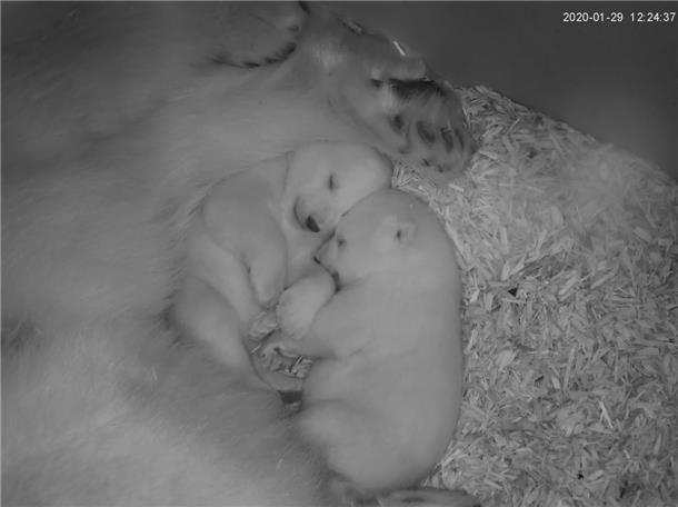 Der Eisbären-Nachwuchs im Zoo am Meer in Bremerhaven entwickelt sich prächtig.