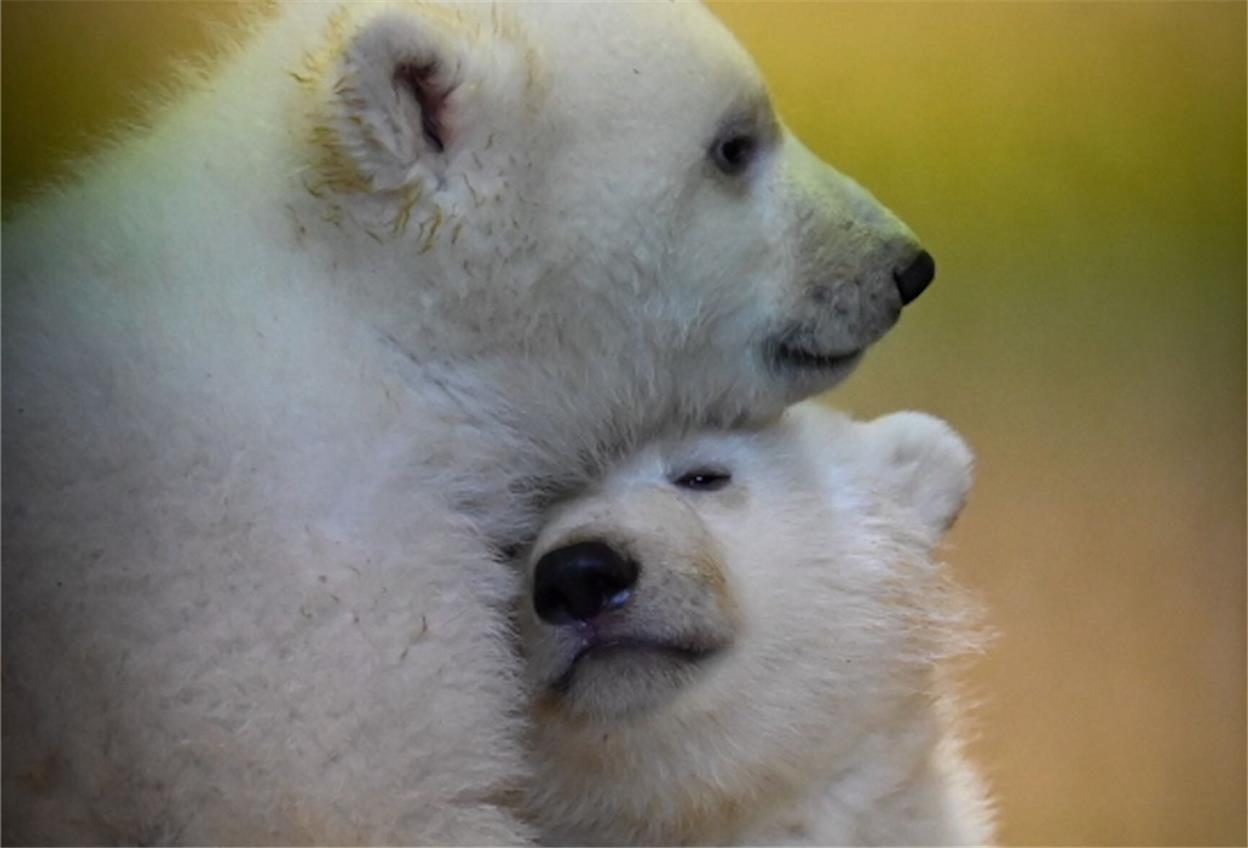Der Eisbären-Nachwuchs macht vor der Kamera eine gute Figur.