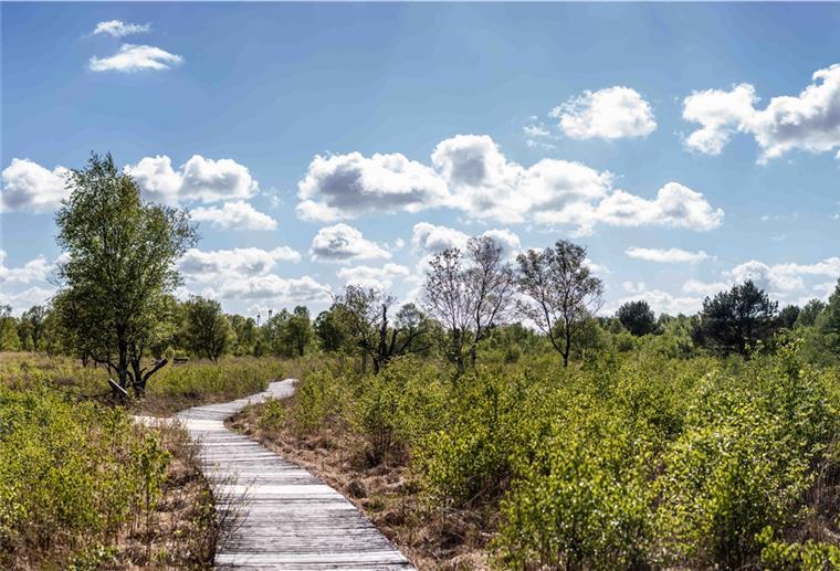 Ahlenmoor: Warum Moorschutz auch Klimaschutz ist Ein Holzweg führt durch das Ahlenmoor und ist umsäumt von grüner Vegetation.
