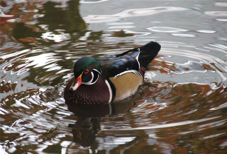 Eine Brautente schwimmt auf einem See.
