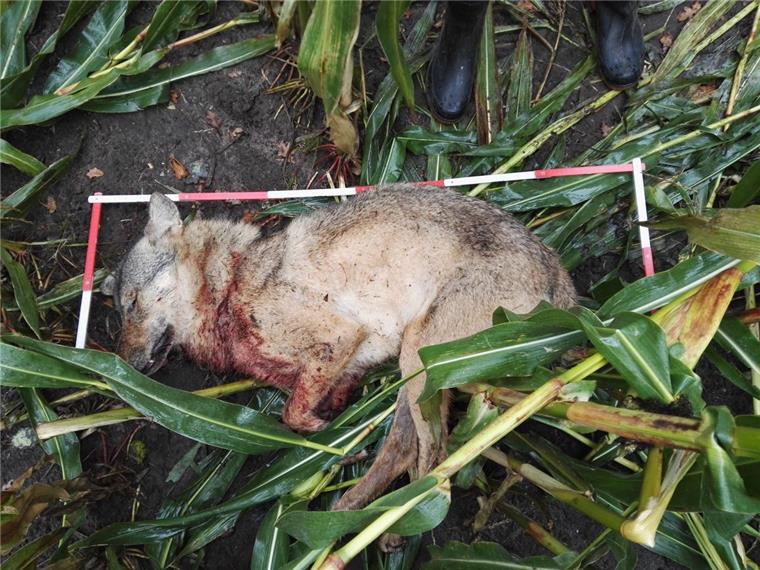 Der erschossene Wolf aus dem Ammerland stammt aus dem Cuxland-Rudel.