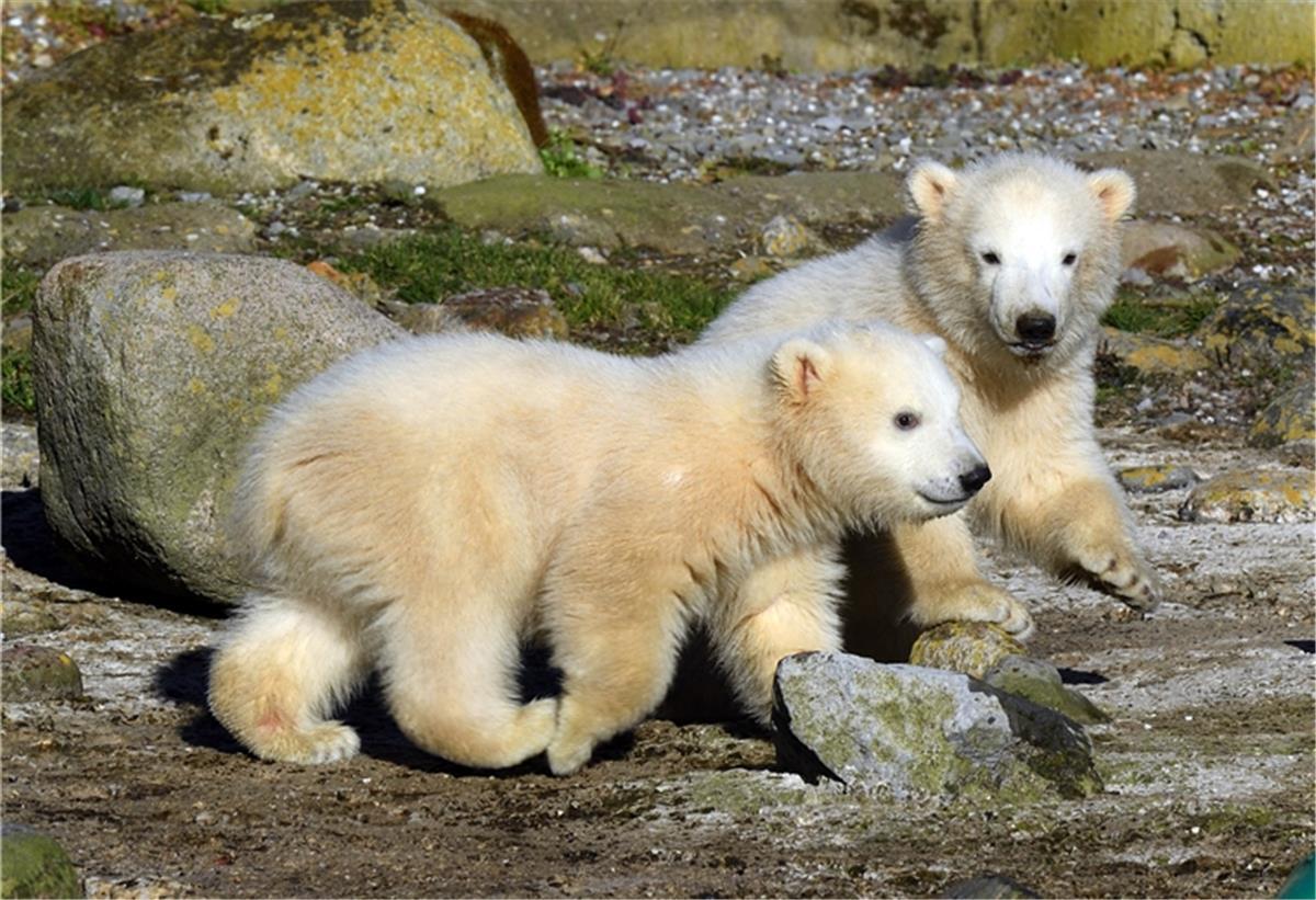 Der erste Ausflug auf die Außenanlage: Welcher Eisbären-Zwilling ist Anna, welcher Elsa?