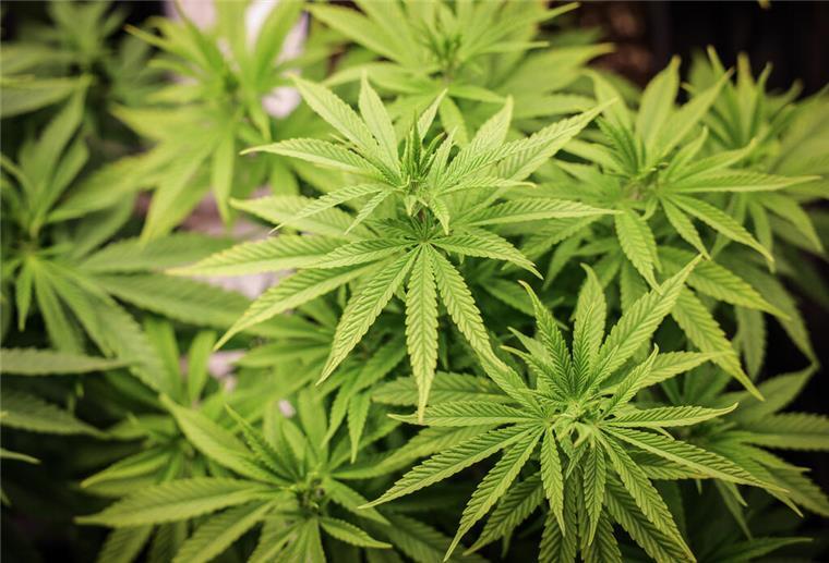 Anbau erlaubt: Bremerhaven hat jetzt seinen ersten Cannabis-Club! Der erste Cannabis-Anbauverein in Bremerhaven hat seine Genehmigung erhalten.