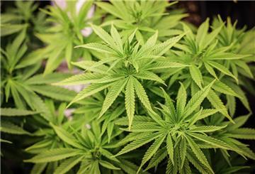 Der erste Cannabis-Anbauverein in Bremerhaven hat seine Genehmigung erhalten.