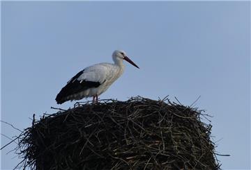Der erste Storch ist in Sievern angekommen.