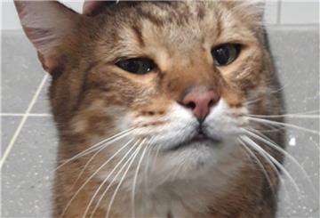 Der etwa drei Jahre alte Kater saß im Laderaum des Binnenschiffes fest. Vermutlich war er in Oldenburg in den Frachtraum gefallen.