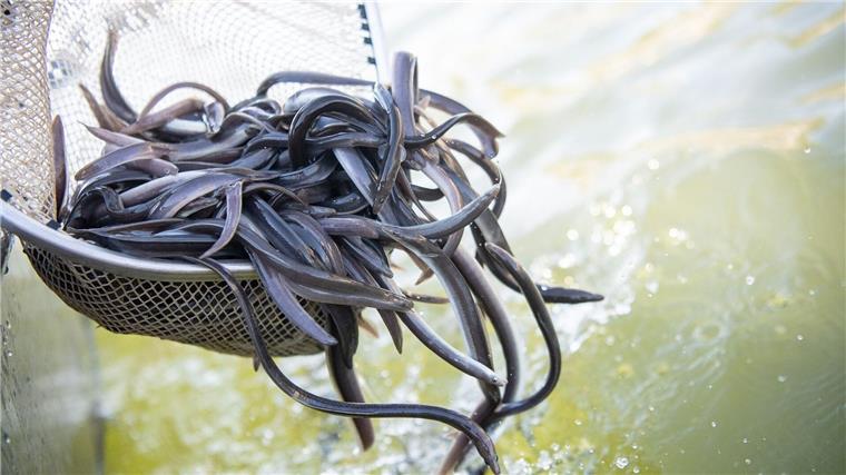 Der Europäische Aal hat die Fischproduktion in Niedersachsen 2024 dominiert. (Archivfoto) 