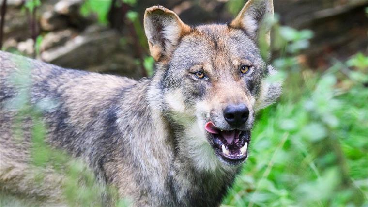 Lob und Kritik für schärferes Vorgehen gegen Wolf Der Europarat hat den Weg für ein schärferes Vorgehen gegen den Wolf frei gemacht. (Symbolbild)