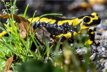 Ein Feuersalamander kriecht über den Waldboden.