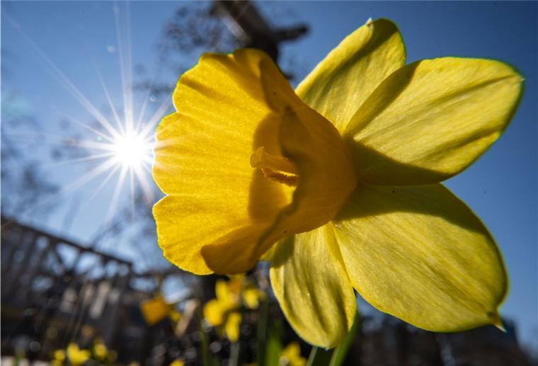 Die Sonne scheint vom blauen Himmel hinter der Blüte einer Narzisse