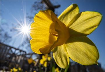 Die Sonne scheint vom blauen Himmel hinter der Blüte einer Narzisse