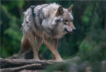 Ein Wolf spaziert durch sein Gehege