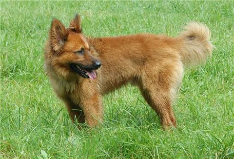 Hunderasse Harzer Fuchs