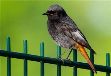 Ein Hausrotschwanz (Phoenicurus ochruros) sitzt auf einem Zaun. Foto: Georg Moritz/dpa