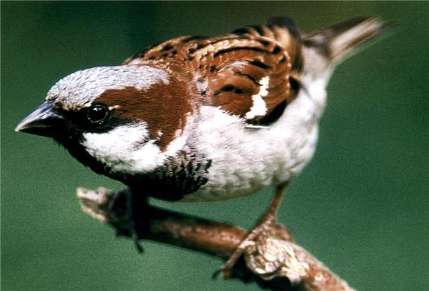 Ein Hausspatz sitzt auf einem Ast. 