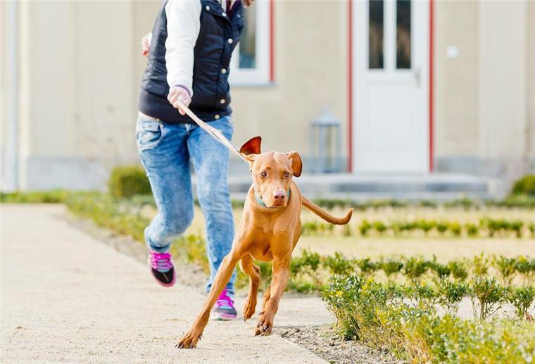 Leinenziehen, Bellen, Zerren – Hundetrainerin verrät, was wirklich dagegen hilft Ein Hund zieht an der Leine. Seine Besitzerin läuft hinter ihm.