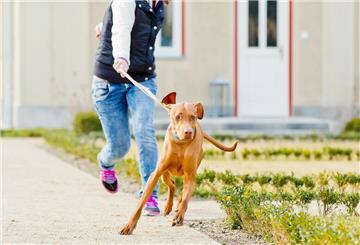 Ein Hund zieht an der Leine. Seine Besitzerin läuft hinter ihm.