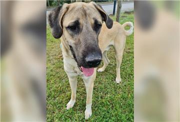 Hund Kangal