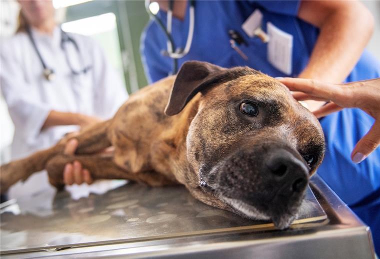 Tierkliniken: Der Notdienst wird zum Notfall Hund auf Behandlungstisch
