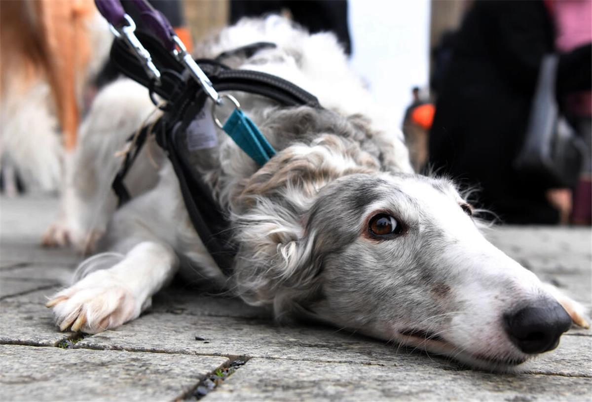 Hundeführerschein wird Pflicht in Bremerhaven! Das müssen Hundebesitzer jetzt wissen Ein angeleinter Hund liegt auf dem Fußweg. In Bremerhaven müssen viele Hundebesitzer bald einen Hundeführerschein absolvieren.