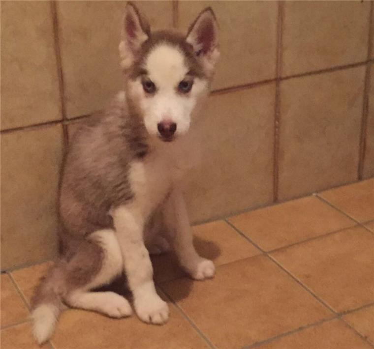 Unmut im Tierheim Bremerhaven: Internet-Welpen müssen zurück an ihren Besitzer Der Husky-Welpe befindet sich weiterhin in Quarantäne im Tierheim Bremerhaven.