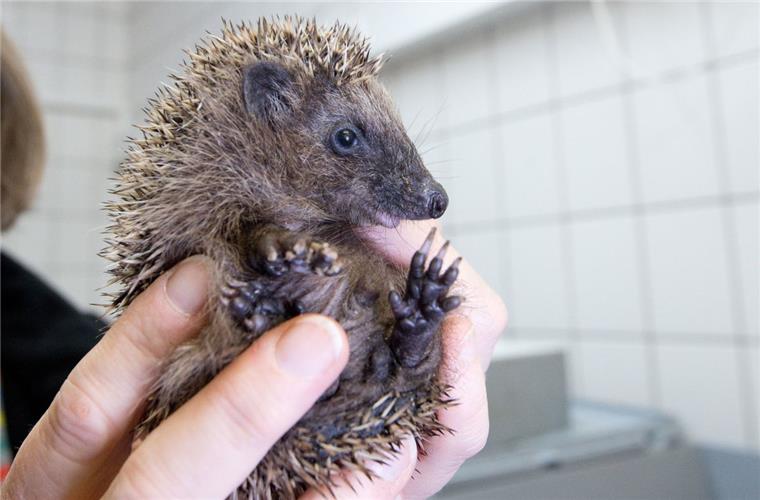 Der Igel war abgemagert und offensichtlich ohne Muttertier unterwegs und wird nun im Artenschutzzentrum aufgepäppelt. Immer wieder werden auch völlig gesunde Igel abgegeben. 