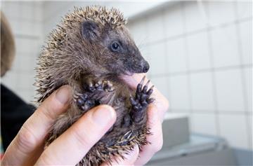 Der Igel war abgemagert und offensichtlich ohne Muttertier unterwegs und wird nun im Artenschutzzentrum aufgepäppelt. Immer wieder werden auch völlig gesunde Igel abgegeben. 