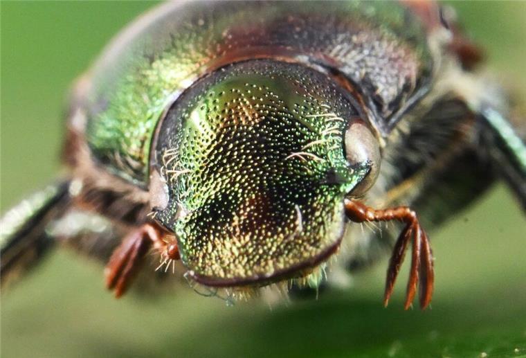 Neuer Schädling breitet sich in deutschen Gärten aus! Bundesministerium warnt Beim Landwirtschaftlichen Technologiezentrum Augustenberg (LTZ) wird ein präparierter Japankäfer (Popillia japonica) gezeigt.