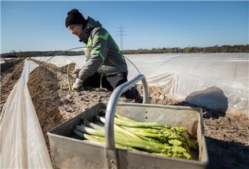 Der Job als Erntehelfer hilft den Mitarbeitern, bei Kurzarbeit besser über die Runden zu kommen und ist ein solidarischer Beitrag für alle, heißt es vom Landwirtschaftsverband.