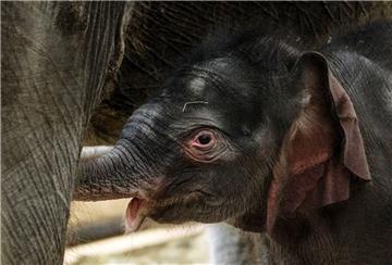Der Berliner Tierpark stellt sein neues Elefantenbaby vor