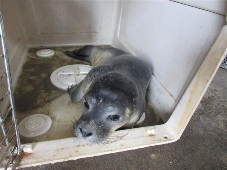Der junge Heuler wurde in einer mit Wasser gefüllten Box nach Norddeich gebracht. 