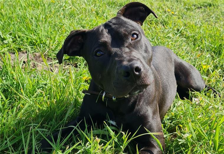 Der verschmuste Hund Bandit sucht ein neues Zuhause Der junge Hund Bandit sucht ein neues Zuhause.